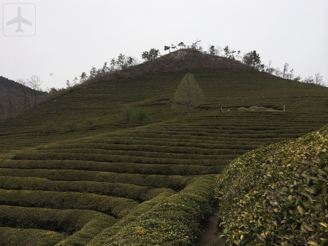 Other than Seoul, you could consider visiting the South Korean countryside such as Boseong, home to the Daehan Dawon Tourist Tea Plantation (Boseong Green Tea Plantation)