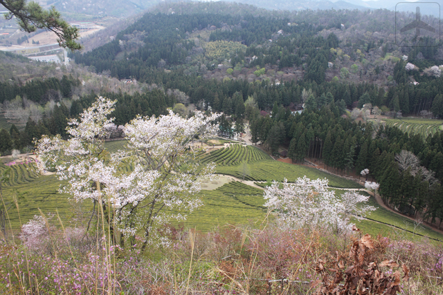 Other than Seoul, you could consider visiting the South Korean countryside such as Boseong, home to the Daehan Dawon Tourist Tea Plantation (Boseong Green Tea Plantation)