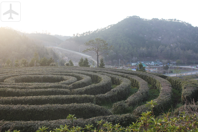 Other than Seoul, you could consider visiting the South Korean countryside such as Boseong, home to the Daehan Dawon Tourist Tea Plantation (Boseong Green Tea Plantation) and Golmangtae Pension.