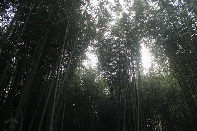 Other than Seoul, you could consider visiting the South Korean countryside such as Damyang, home to the Juknokwon (Bamboo Garden).