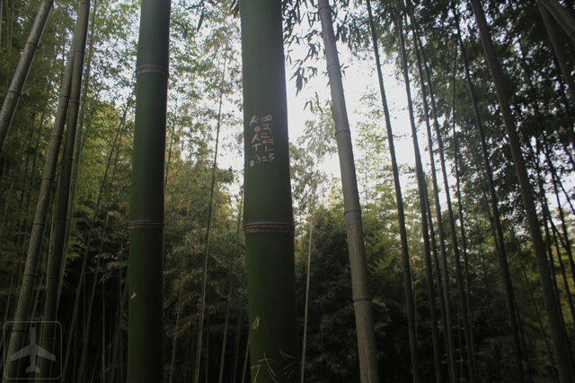 Other than Seoul, you could consider visiting the South Korean countryside such as Damyang, home to the Juknokwon (Bamboo Garden).