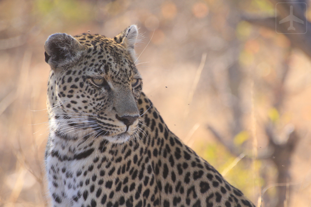 The leopard is one of the "Big 5".