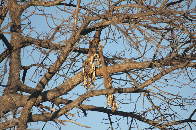 A corpse of a warthog hanging on the tree. This animal was being caught and hung on the tree by a leopard.