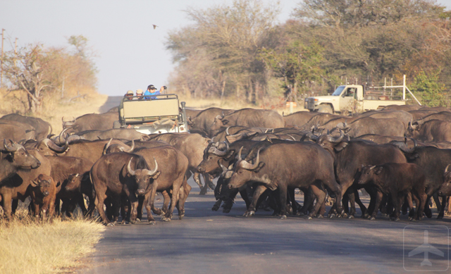 A Land Rover being swamped by an entire herd of African buffaloes!