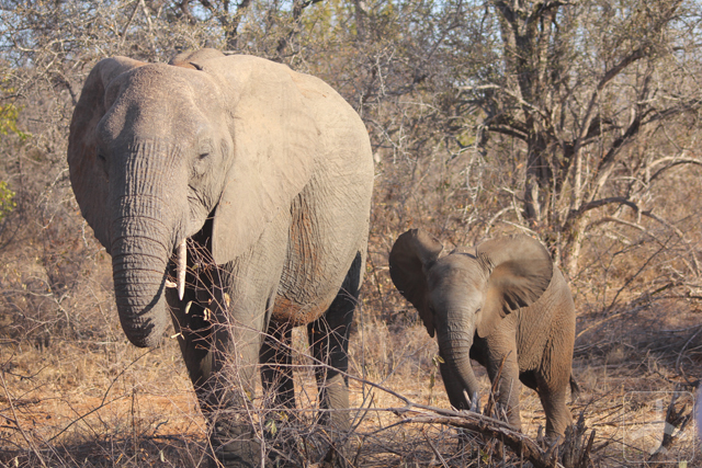 Mother and baby elephants
