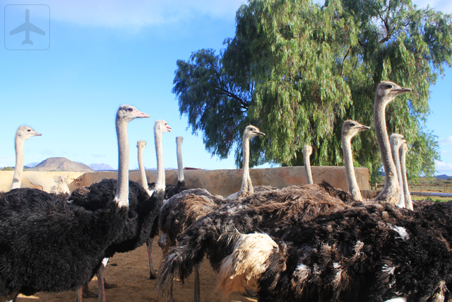 Enroute to Kynsna, we stoopped by Oudshoorn to check out the Ostrich Farm.