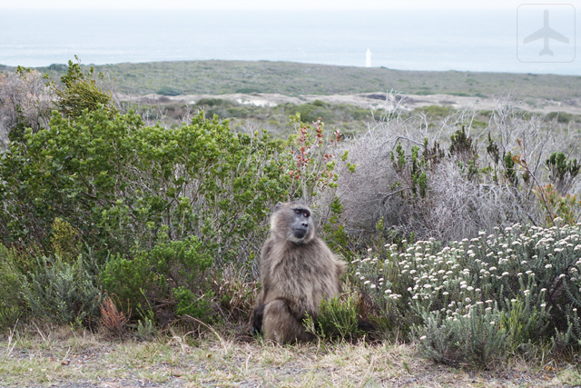 Keep your eyes peeled while inside Table Mountain National Park when driving towards Cape Point. You might spot some animals!