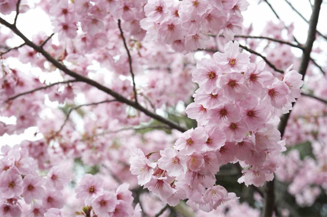 Cherry Blossoms
