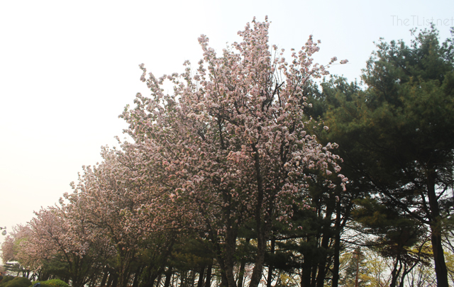 Cherry Blossoms