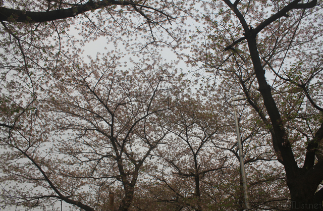 Cherry blossoms