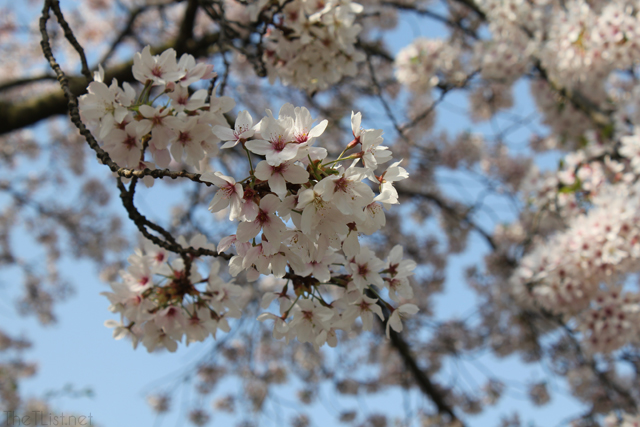 Cherry blossoms