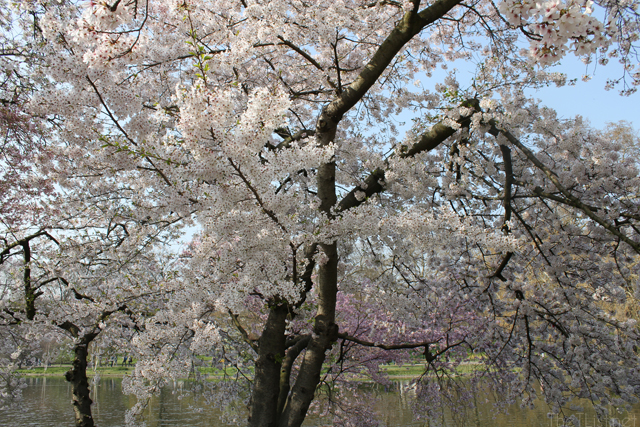 Cherry Blossoms
