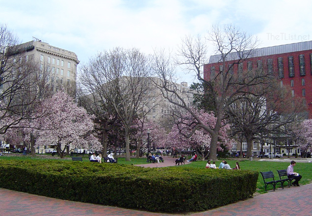 Cherry blossoms