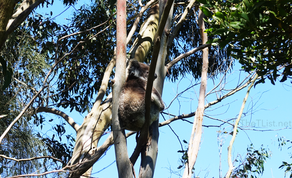 10 Things to do in Melbourne